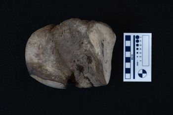 Media type: image;   Vertebrate Paleontology VPM-15735 Description: Photograph of an articular surface of a tarsal bone of MCZ VPM-15753, Mammuthus primigenius.;
